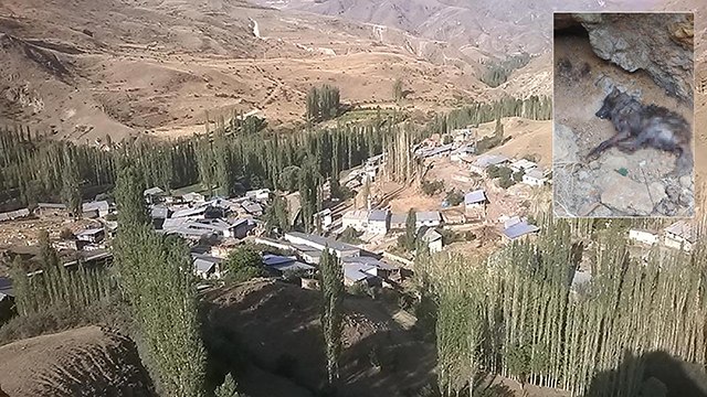 Köye inen kurt, 4 kişiyi yaraladı