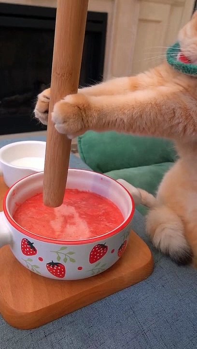 #cat #cute