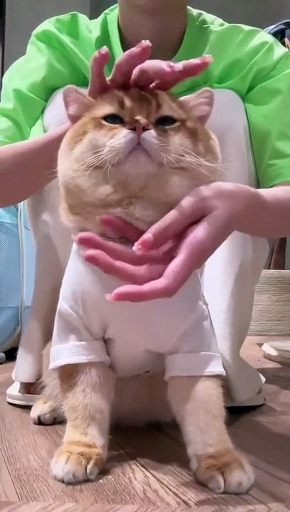 #cat #cutehgffu