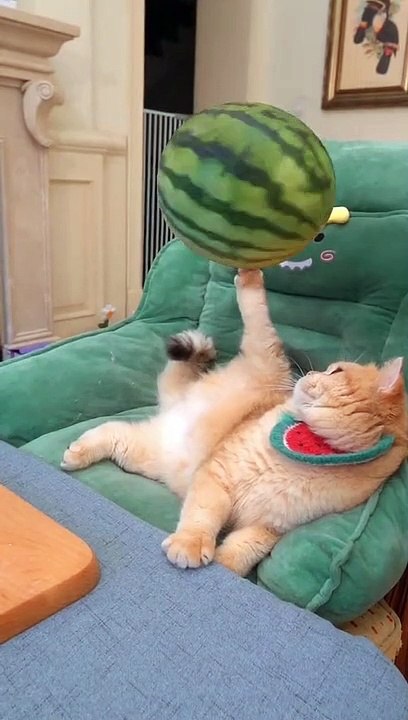 #cat #cuteyt