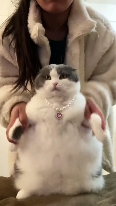 #cat#CapCut