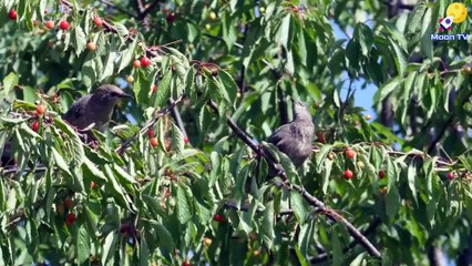 Zen Meditation Music for Relaxation and Inspiration