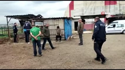 Vahşi hayvanların saldırdığı ahırdaki 15 koyun telef oldu