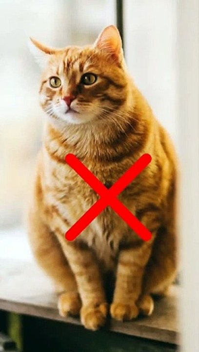 Haram And Halal Meat In Islam __ #shorts#islamic#islamic_video#viral#vairalshort