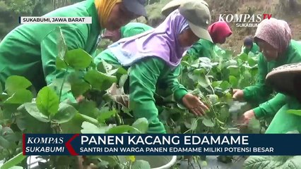 Santri Dan Warga Di Sukabumi Panen Edamame