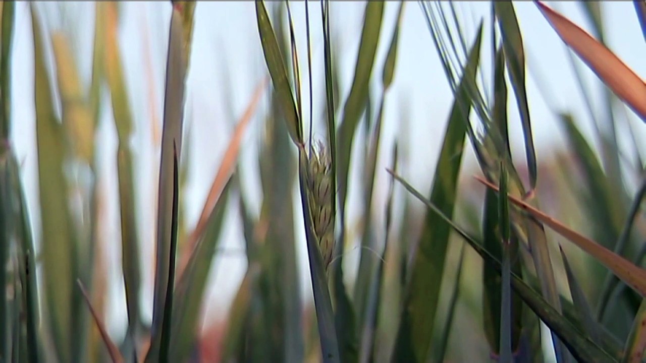 Governments suspends WTO appeal over barley tariffs