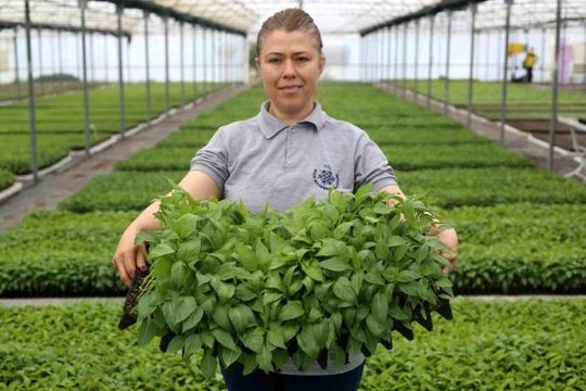 Aydın Büyükşehir Belediyesi ata tohumlarından fideleri vatandaşlarla buluşturuyor
