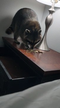 Pet Raccoon Sniffs Out Snacks