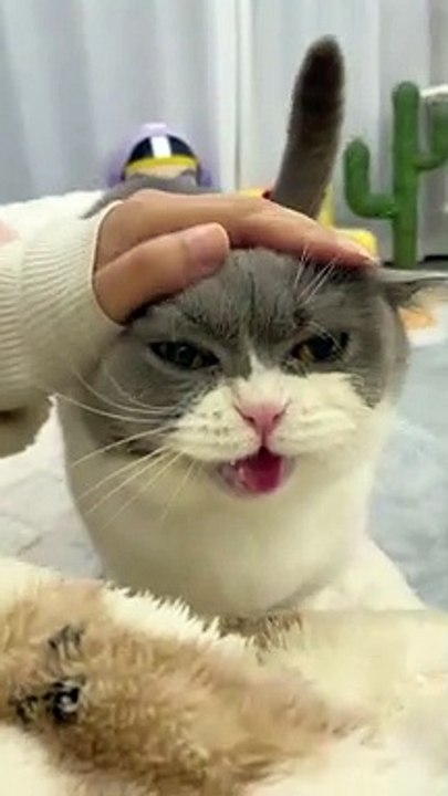Hello hello my lovely pussy cat