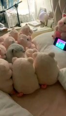 Beautiful pets home garden inside the room