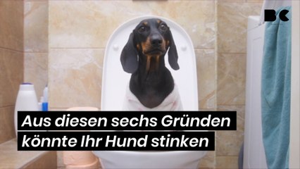 Aus diesen sechs Gründen könnte Ihr Hund stinken