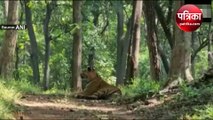 Video : खुशखबर : सतपुड़ा टाइगर रिजर्व को मिला देश में दूसरा नम्बर