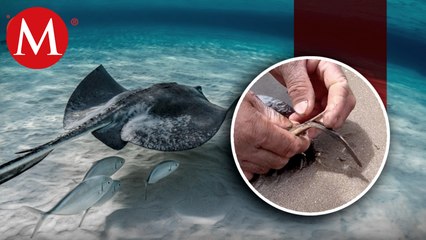 Piden detener mutilación de mantarrayas en Sonora; les quitan aguijón por 'seguridad' de turistas