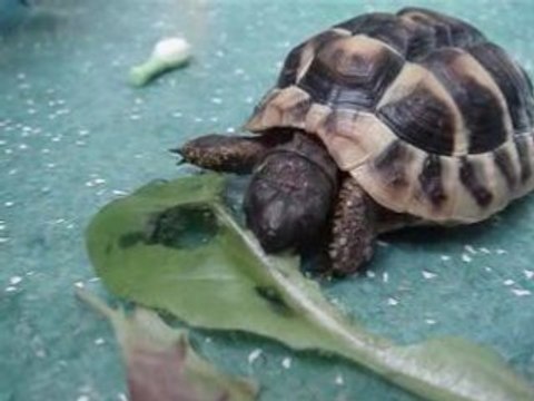 ma tortue qui mange