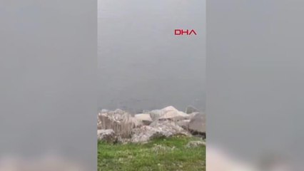 Nesli Tehlikedeki 3 Su Samuru Devegeçidi Barajı'nda Görüntülendi