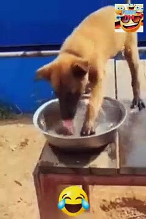 cute cat funniest video_2023_028