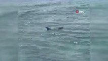 Mersin'de dev yunus balığı ölü olarak karaya vurdu