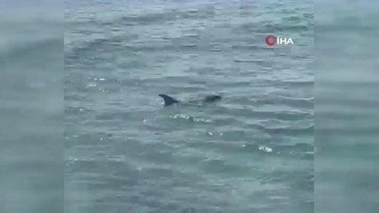 Mersin'de dev yunus balığı ölü olarak karaya vurdu