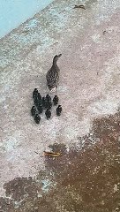 Rescate de patos en Sant Adrià de Besòs