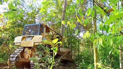 Paving the Way: How Bulldozers Make Way in Areca nut Plantations