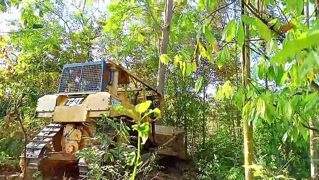 Paving the Way: How Bulldozers Make Way in Areca nut Plantations