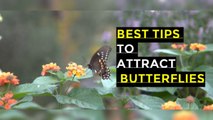 How to Attract Butterflies to Your Garden I How to attract Butterflies