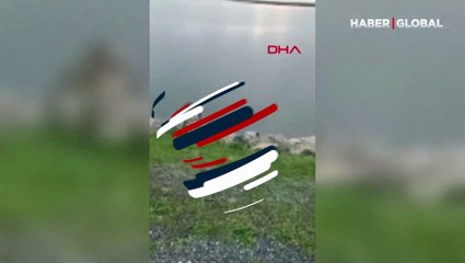 Nesli tükenme tehlikesi altında! Diyarbakır'da böyle görüntülendiler