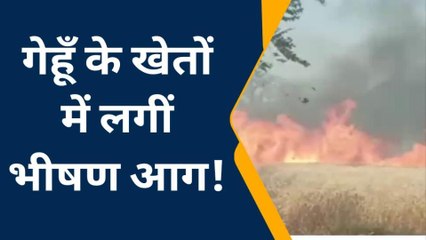 बाराबंकी: कई बीघा गेहूँ की फसल जलकर राख,शॉर्ट सर्किट से लगी भीषण आग