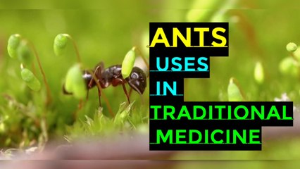 Ants and their Use in traditional medicine