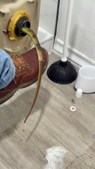 Iguana Finds Comfort Living In A Toilet