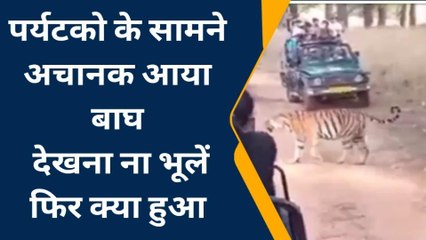 Live: बाघ ने रोका पर्यटकों का रास्ता,हलक में आई जान,देखें Video