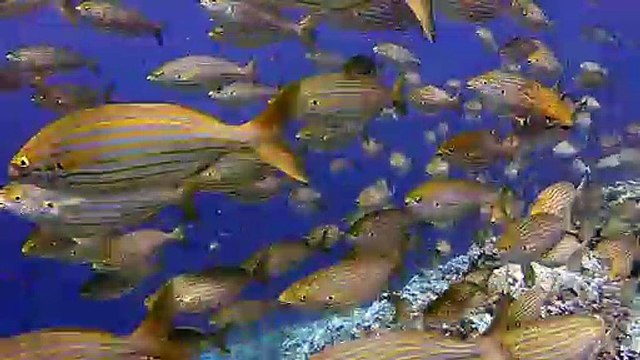 diving-Beautiful View under water. Beautiful Playing Fish