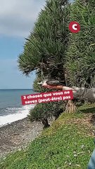 3 faits méconnus sur le Pétrel de Barrau