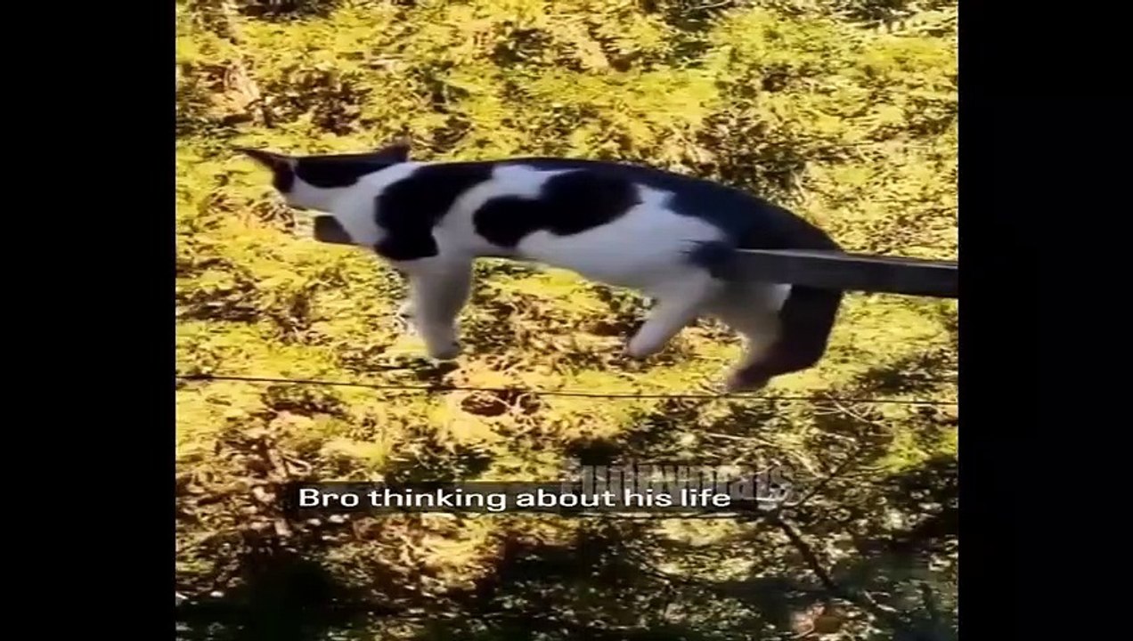 Funniest Cat and Dog Videos - Funny Animals April 2023
