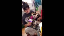 Funniest Animals Videos 2023  Try Not To Laugh Funny Dogs And Cat