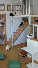 Cat house party funny cats videos