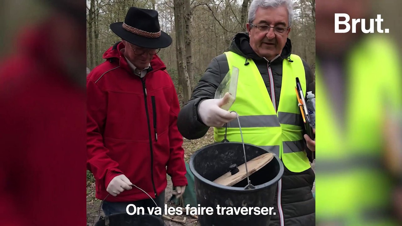 Ils sauvent les crapauds des roues des voitures