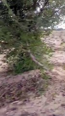 کالا چنا کی کاشت