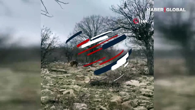 Denk geldiği boz ayıyı takip edip böyle görüntüledi