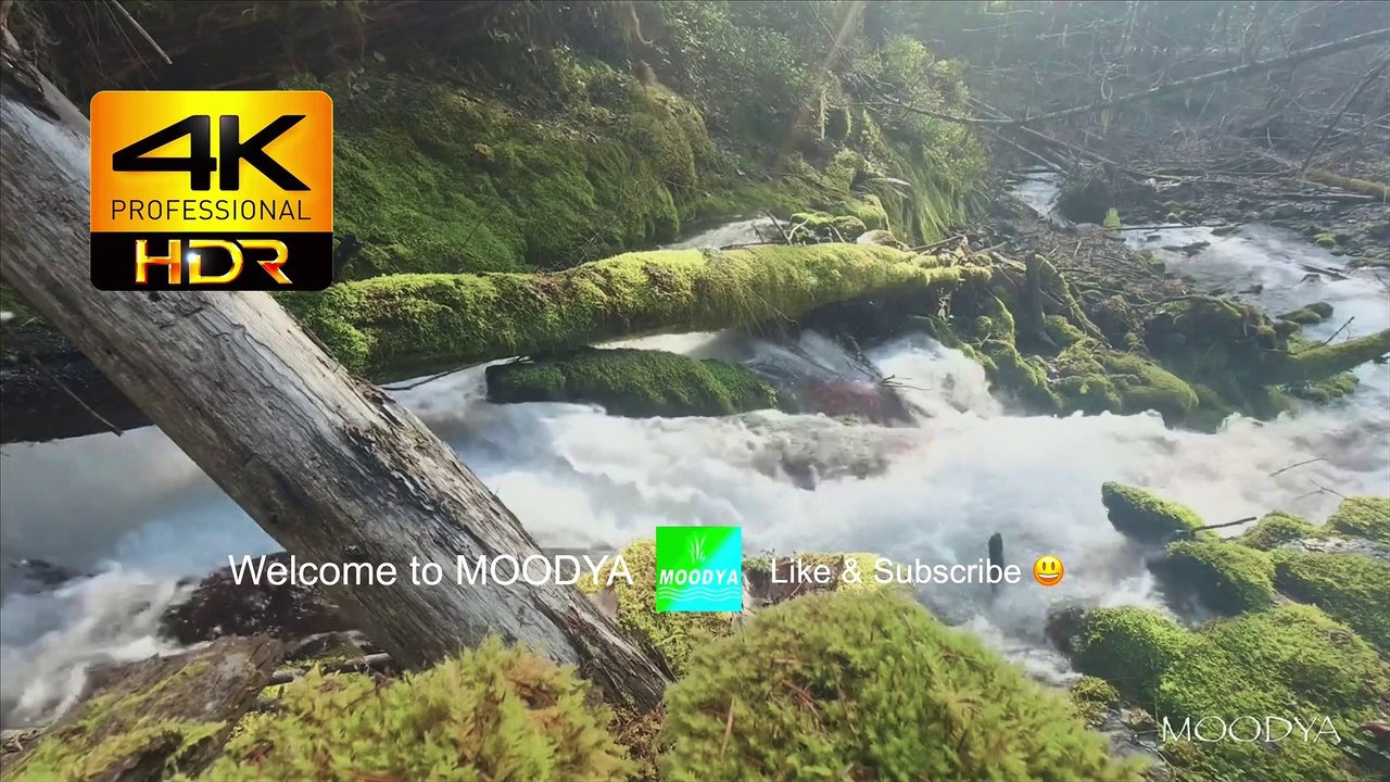 Dolby Vision HDR TV Nature Video - Enchanted Forest Stream on Your TV - Daily Relaxation