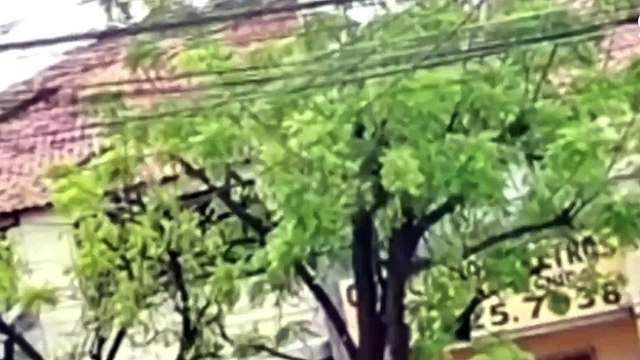 Comparsas levam assaltante desmaiado em moto após homem ser atropelado em arrastão