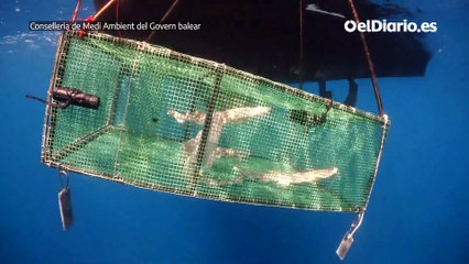 Puesta en libertad y marcaje de alitanes