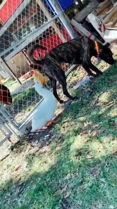 so funny animals #funny #shorts #funnyvideo #viral-ojvWSde1LfY-4K-1656693372391