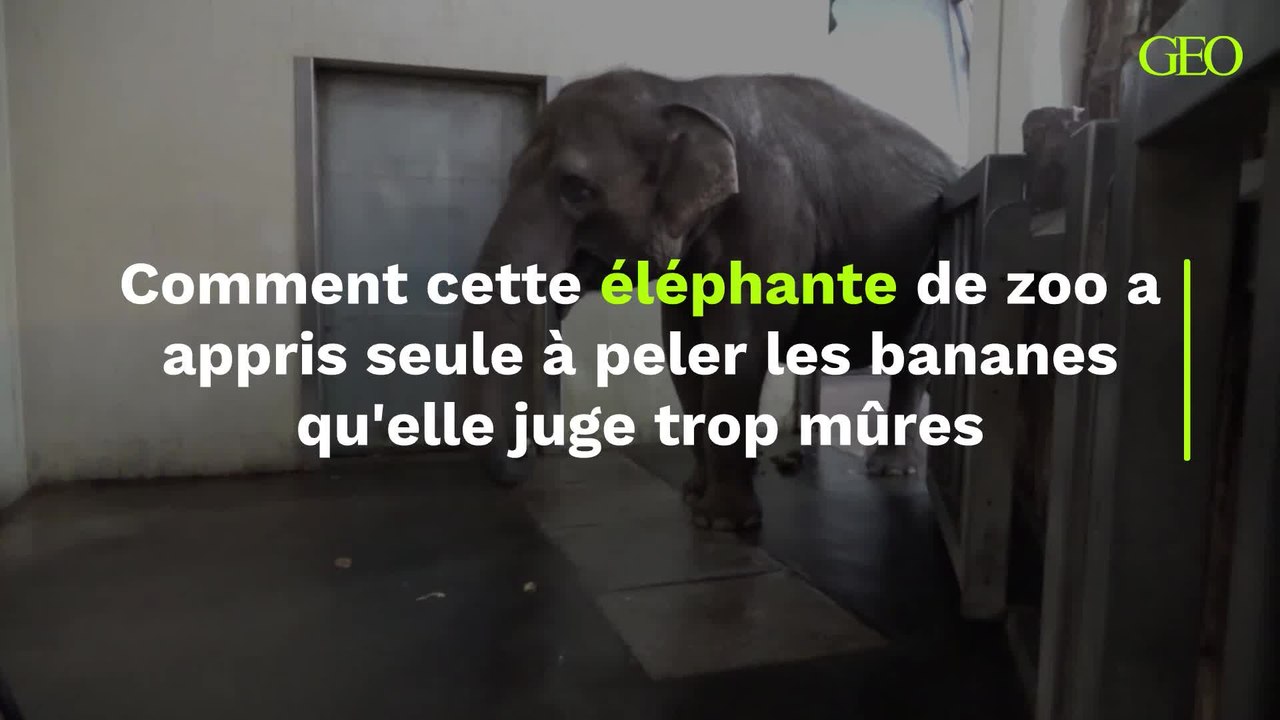 Comment cette éléphante de zoo a appris seule à peler les bananes qu'elle juge trop mûres