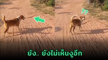 เจ้าของหัวจะปวด ตูบสุดเซ่อไม่เห็นงูอยู่ต่อหน้า กว่าจะรู้ตัว.. แทบช็อก