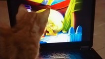 Cats are unbudgeable while watching a Tom & Jerry episode