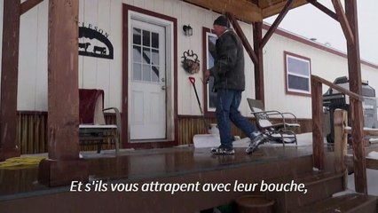 Au Colorado, la réintroduction du loup déchaîne les passions