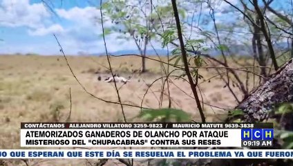 ¡Terror! "El Chupacabras" hace estragos con ganado en finca de Olancho