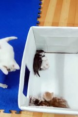 Baby Cats - Cute Funny Cats and Dogs Video Compliations