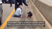 Cane ferito e abbandonato in autostrada